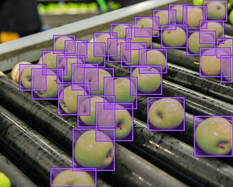 Apples on a production conveyor with purple bounding boxes marking individual objects.
